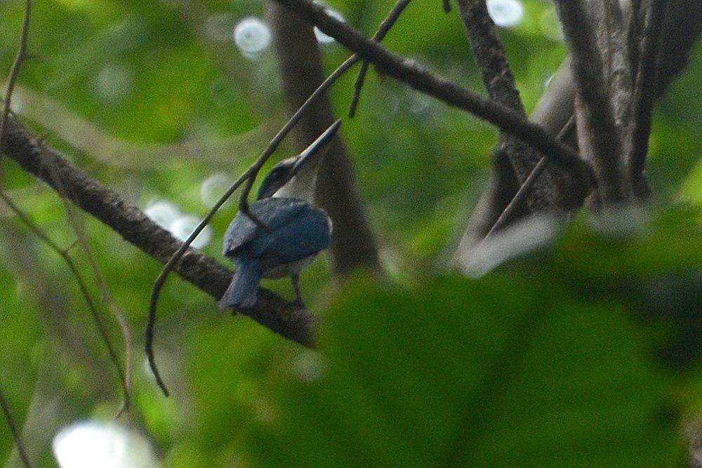 暗色翡翠 / Talaud Kingfisher / Todiramphus enigma