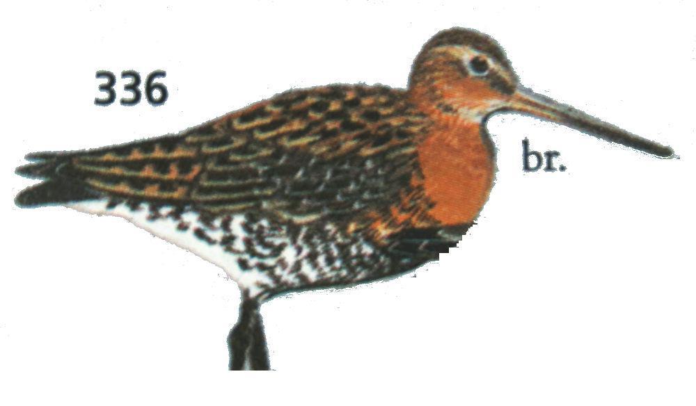 黑尾塍鹬 / Black-tailed Godwit / Limosa limosa