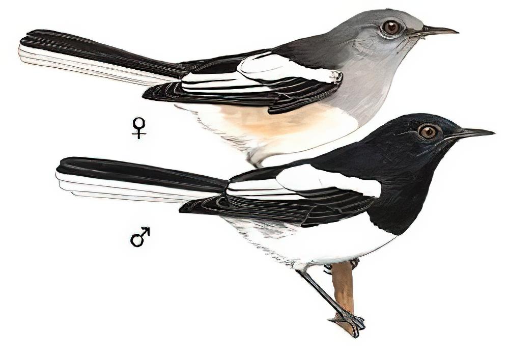 鹊鸲 / Oriental Magpie-Robin / Copsychus saularis