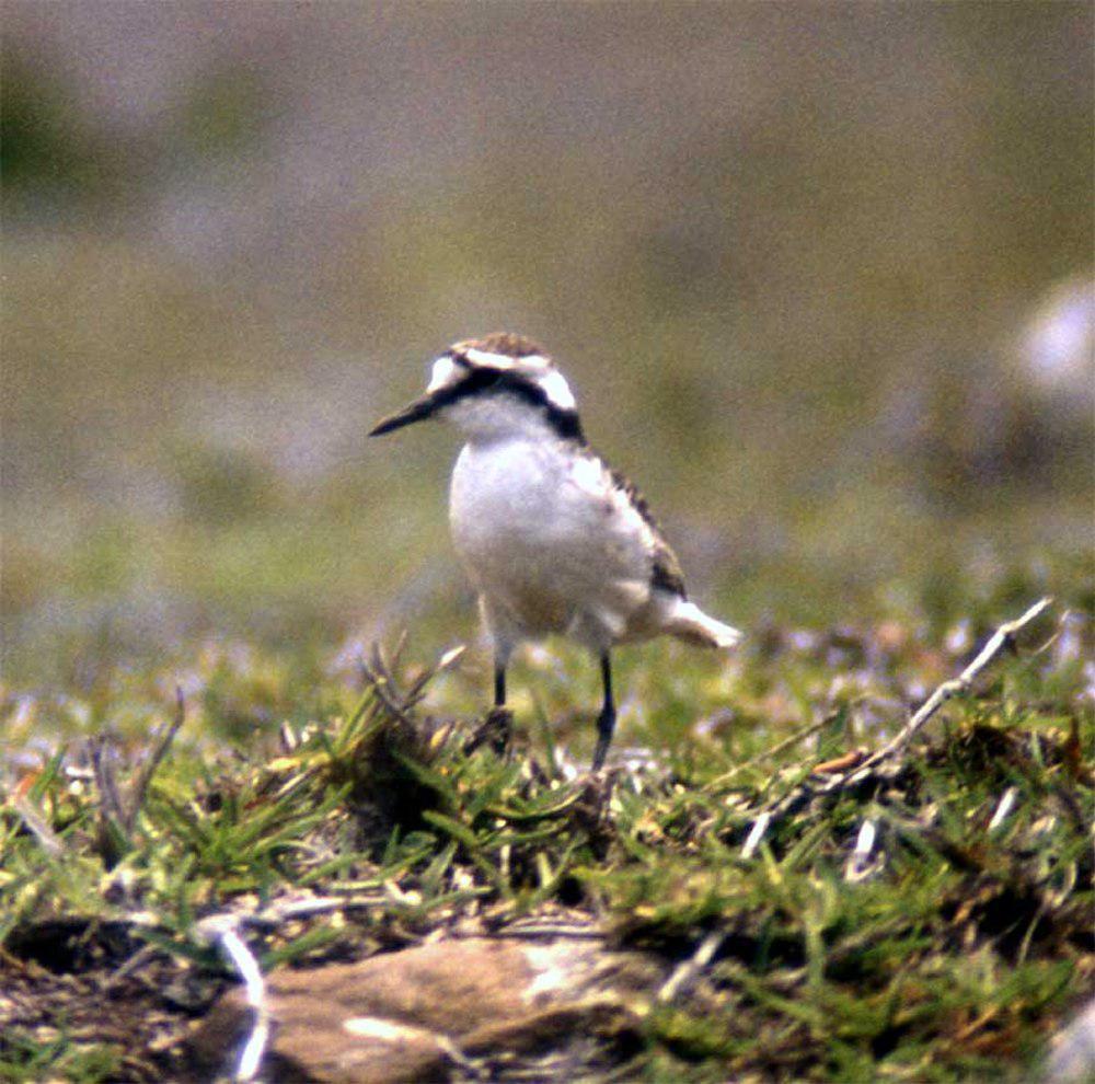 圣岛沙鸻 / St. Helena Plover / Charadrius sanctaehelenae