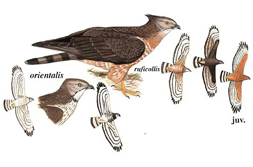 凤头蜂鹰 / Crested Honey Buzzard / Pernis ptilorhynchus