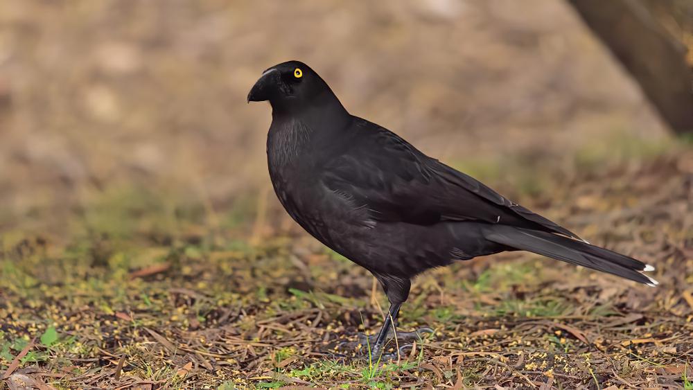 黑噪钟鹊 / Black Currawong / Strepera fuliginosa