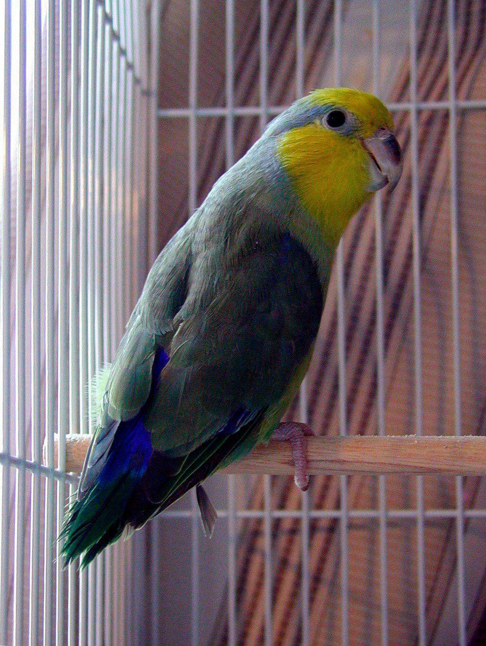 黄脸鹦哥 / Yellow-faced Parrotlet / Forpus xanthops