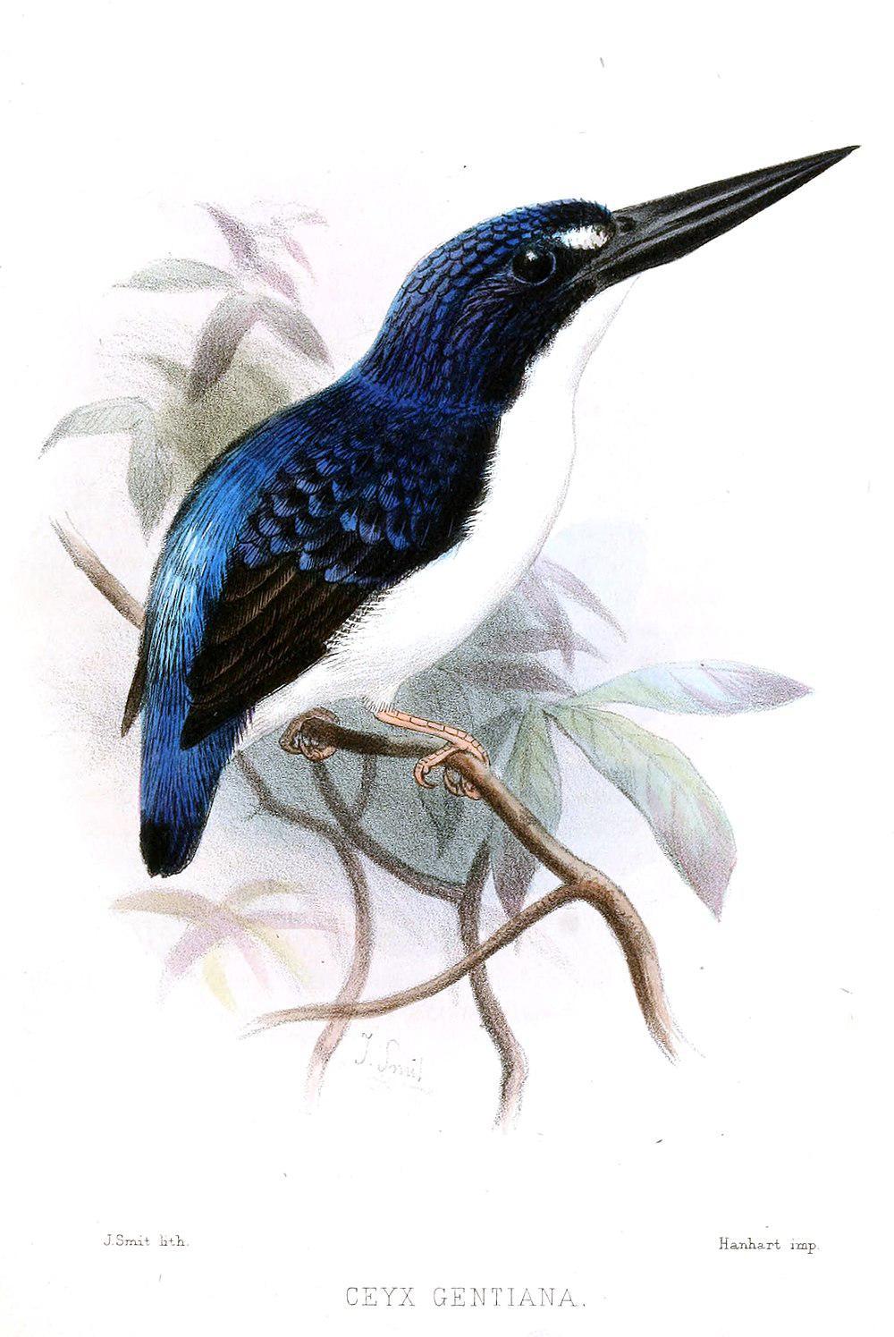 马基拉三趾翠鸟 / Makira Dwarf Kingfisher / Ceyx gentianus