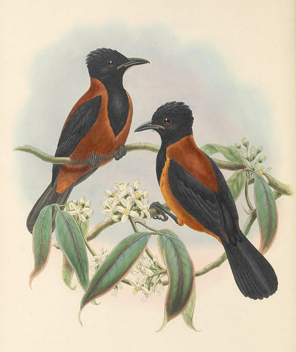 南杂色林鵙鹟 / Southern Variable Pitohui / Pitohui uropygialis