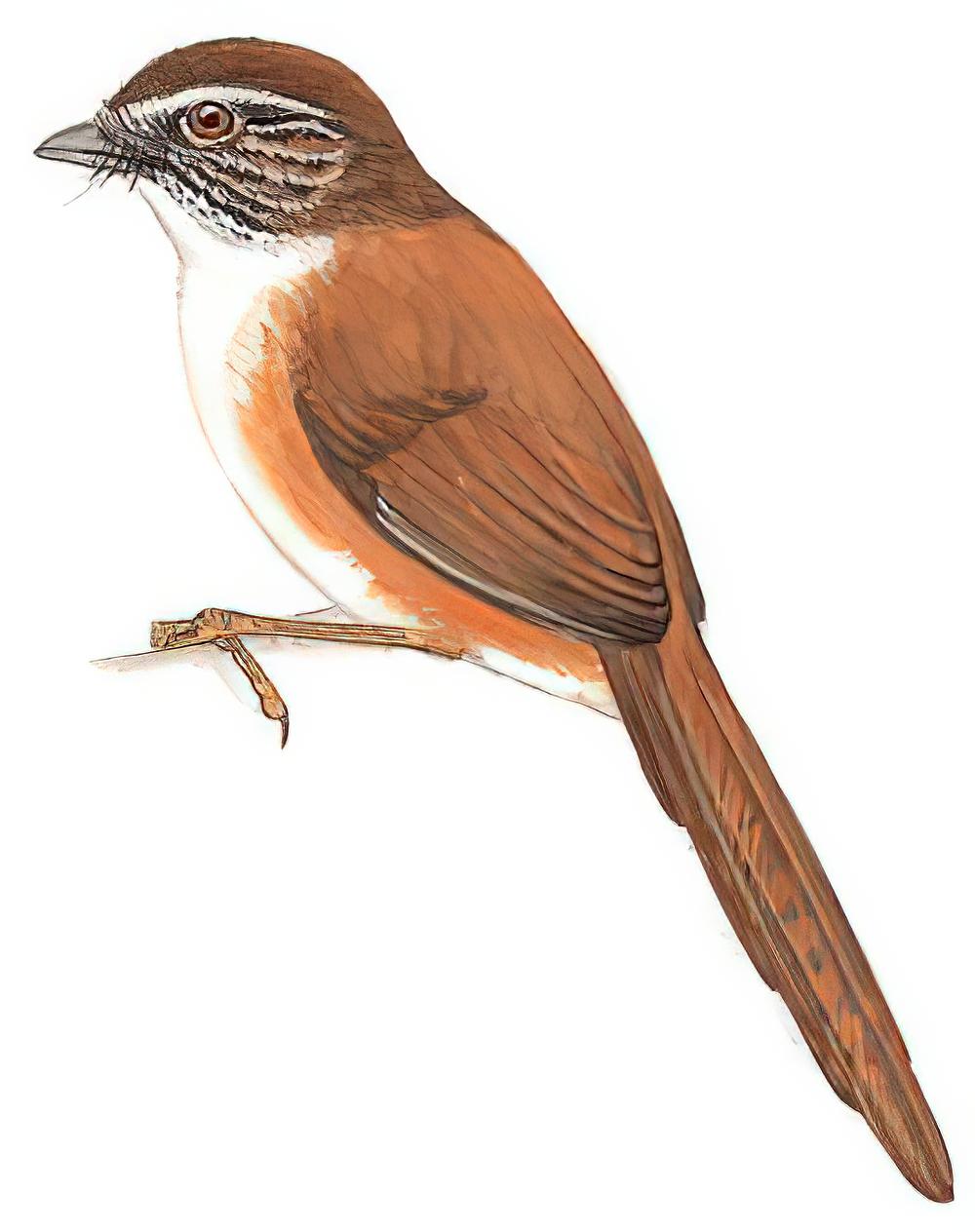 宝兴鹛雀 / Rufous-tailed Babbler / Moupinia poecilotis
