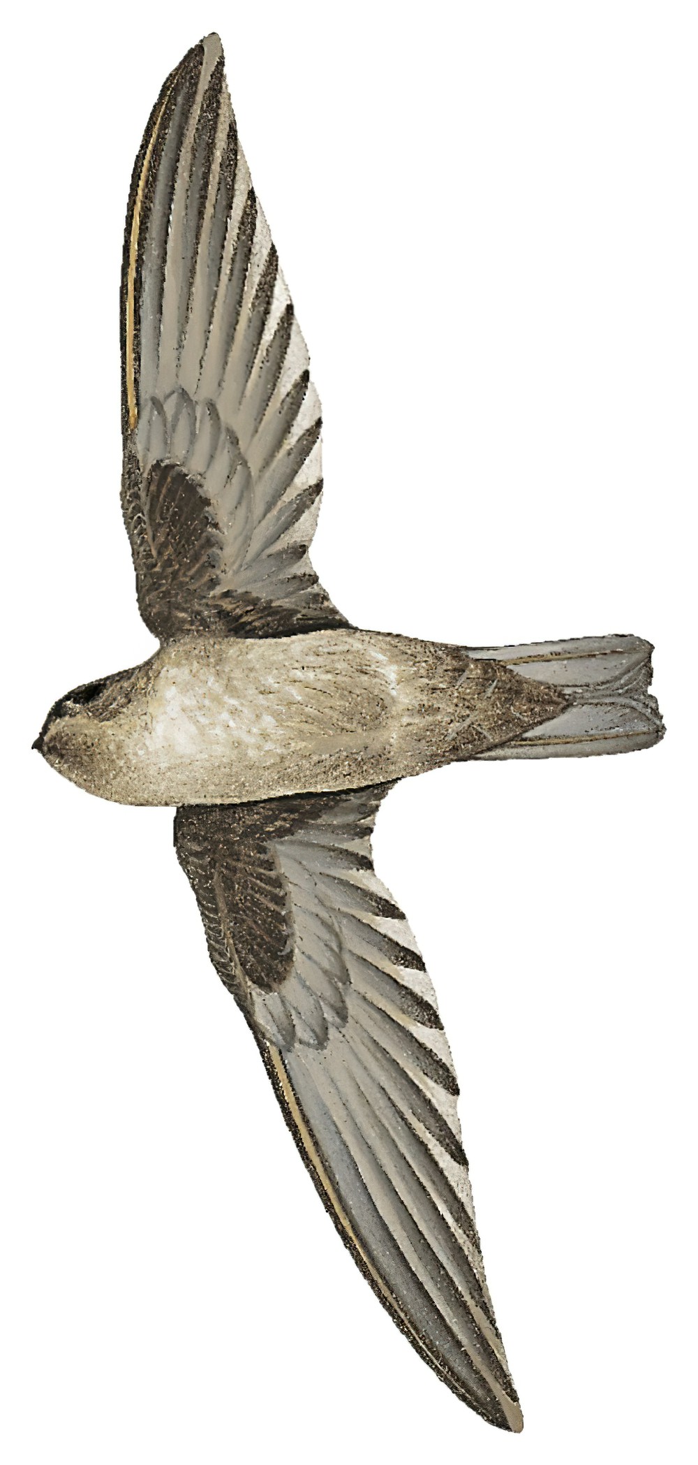 山金丝燕 / Mountain Swiftlet / Aerodramus hirundinaceus