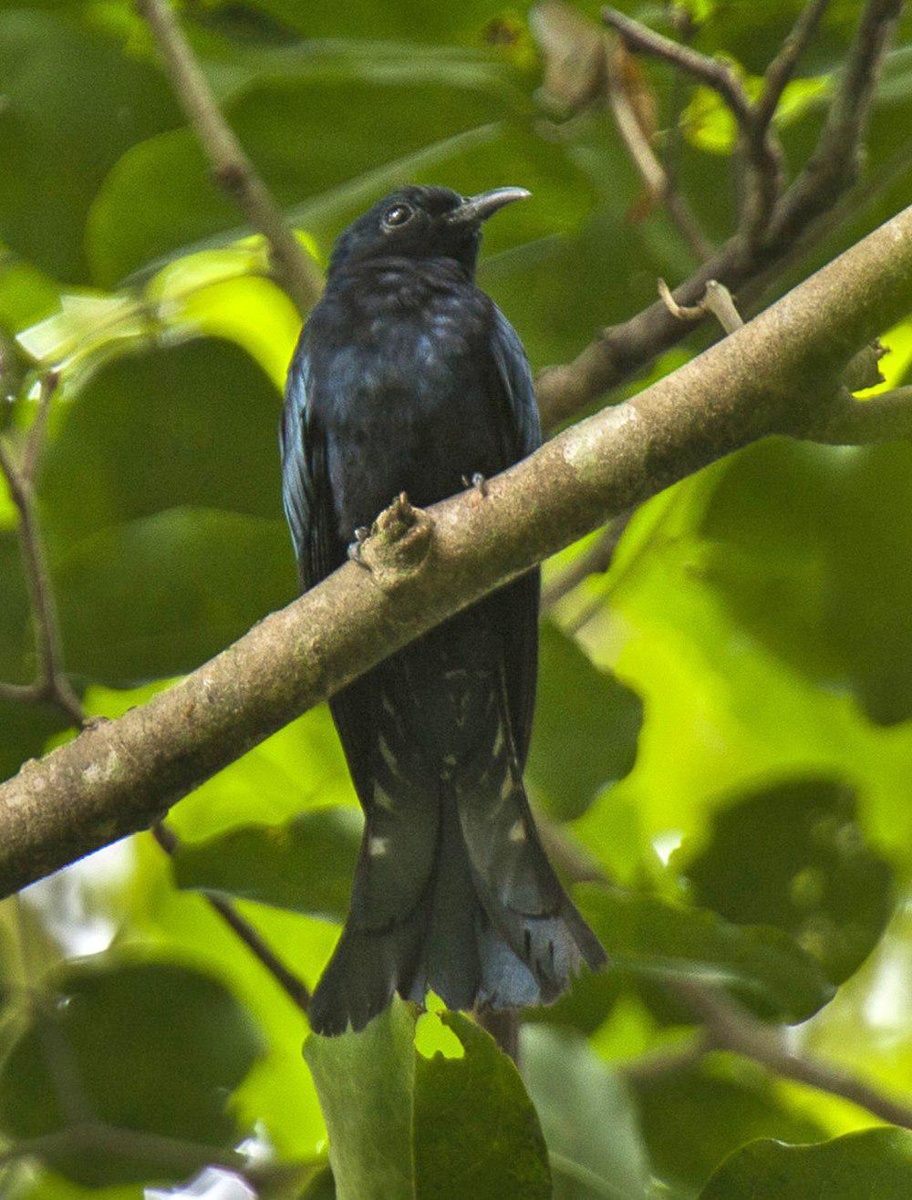 菲律宾乌鹃 / Philippine Drongo-Cuckoo / Surniculus velutinus