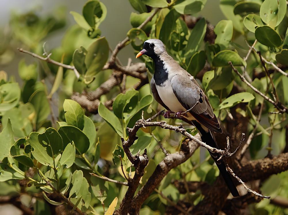 小长尾鸠 / Namaqua Dove / Oena capensis