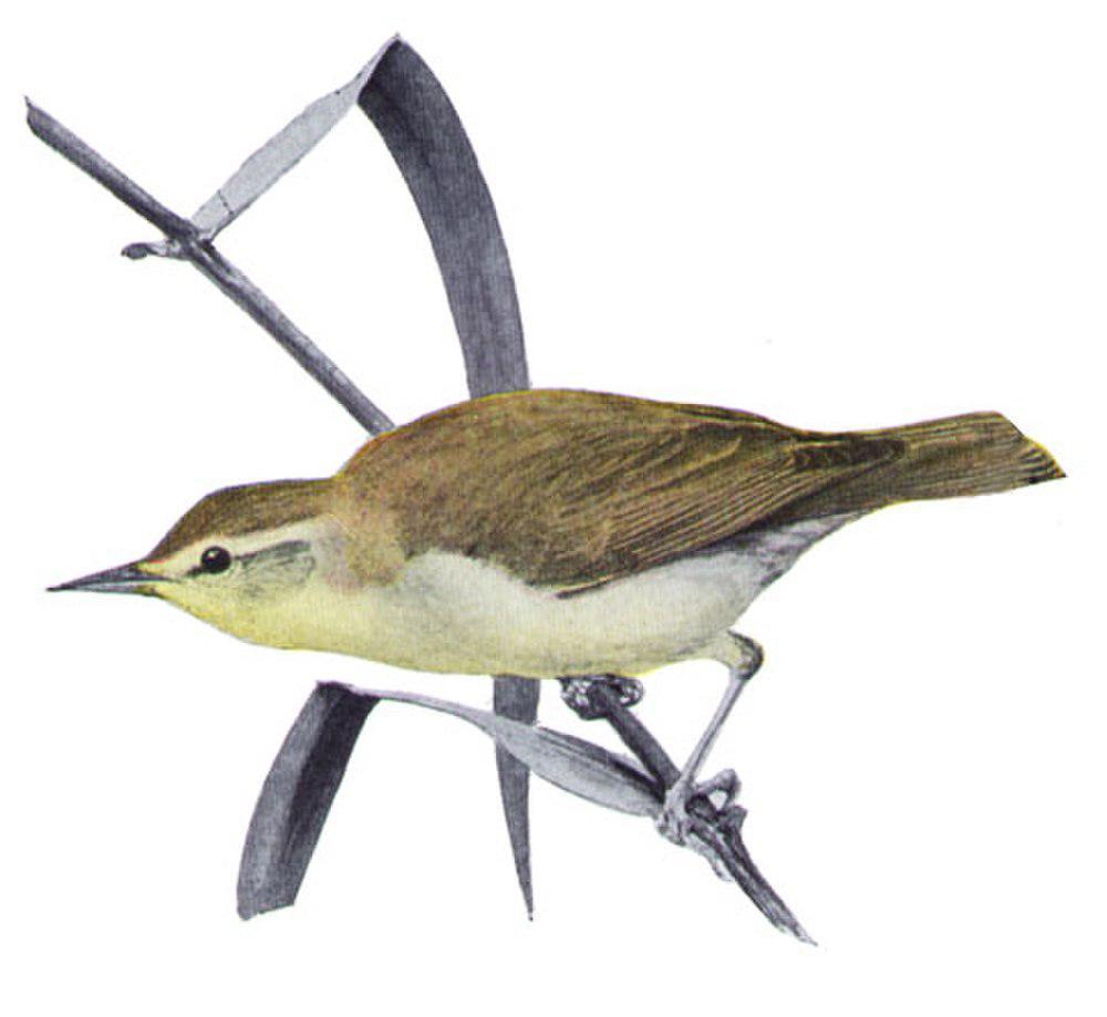 白眉食虫莺 / Swainson\'s Warbler / Limnothlypis swainsonii