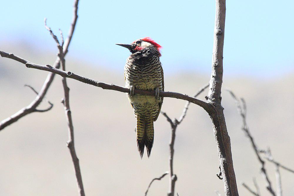 黑颈扑翅䴕 / Black-necked Woodpecker / Colaptes atricollis