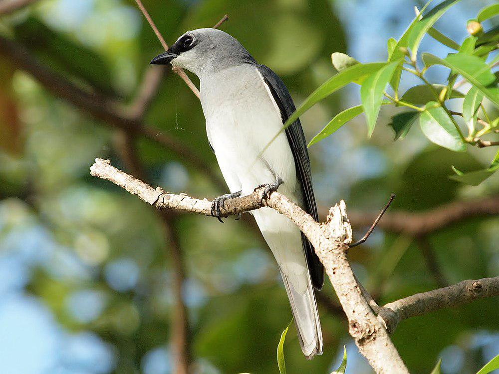 白腹鹃鵙 / White-bellied Cuckooshrike / Coracina papuensis