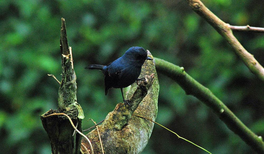 蓝灰薮鹟 / Slaty Robin / Peneothello cyanus