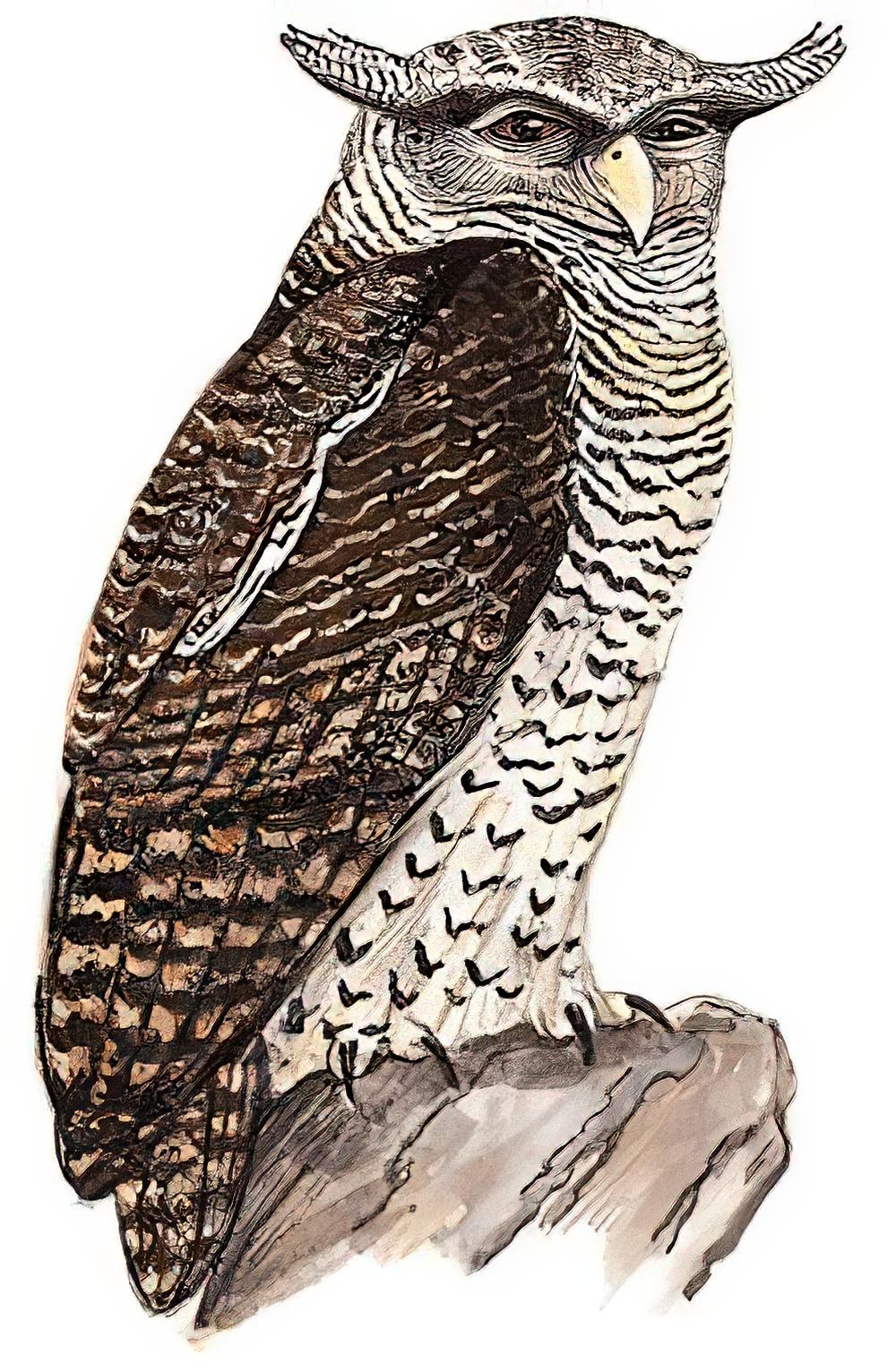 林雕鸮 / Spot-bellied Eagle-Owl / Bubo nipalensis