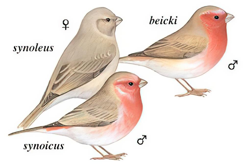 沙色朱雀 / Pale Rosefinch / Carpodacus stoliczkae