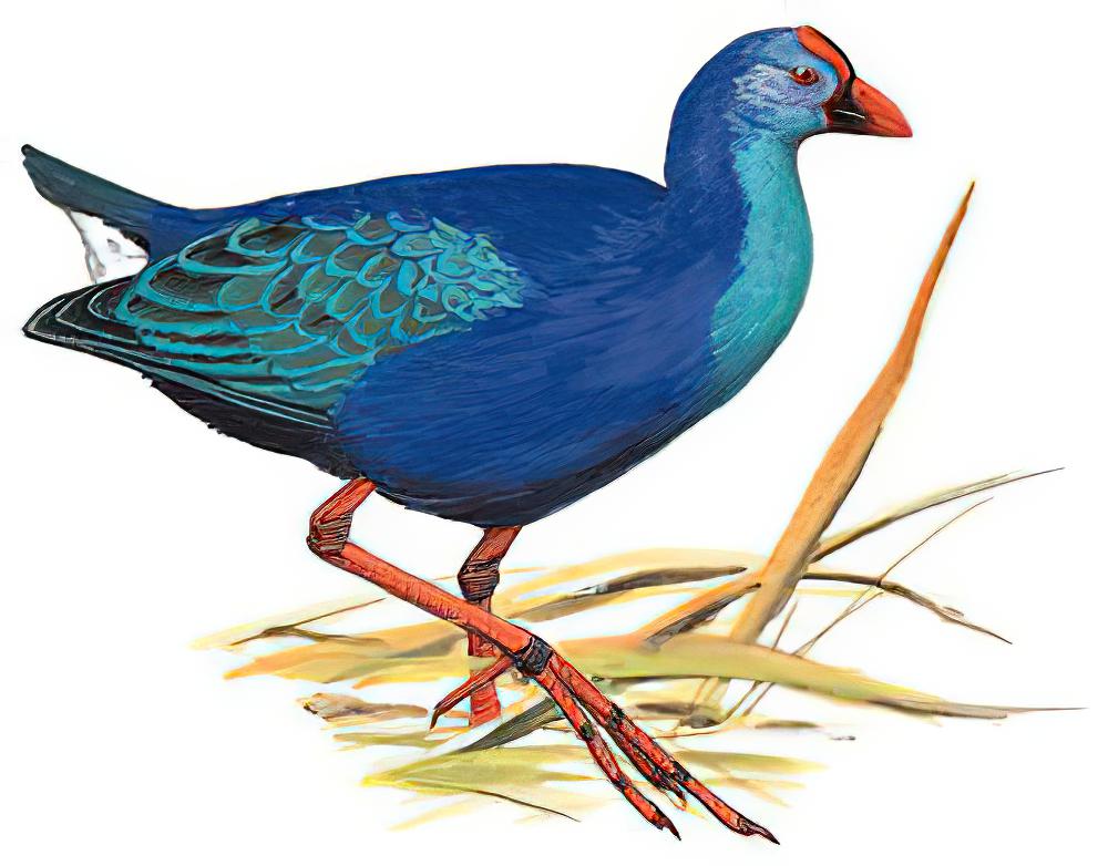 黑背紫水鸡 / Black-backed Swamphen / Porphyrio indicus