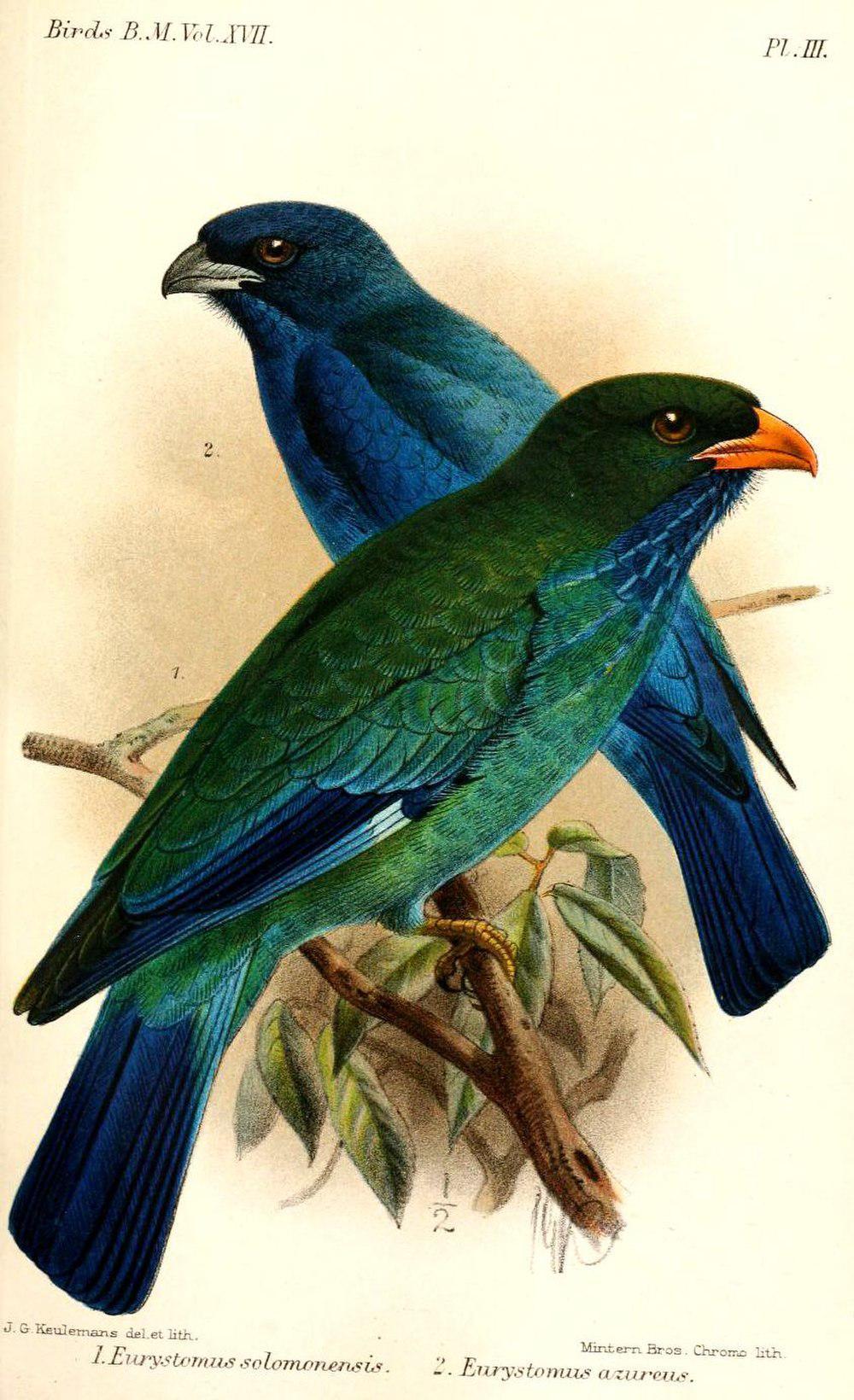 翠蓝三宝鸟 / Azure Dollarbird / Eurystomus azureus