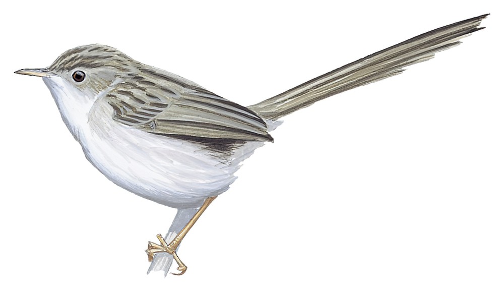 沼泽山鹪莺 / Swamp Grass Babbler / Laticilla cinerascens