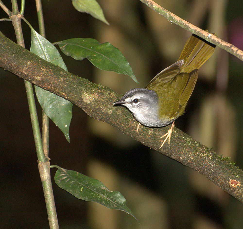 白眉王森莺 / White-rimmed Warbler / Myiothlypis leucoblephara