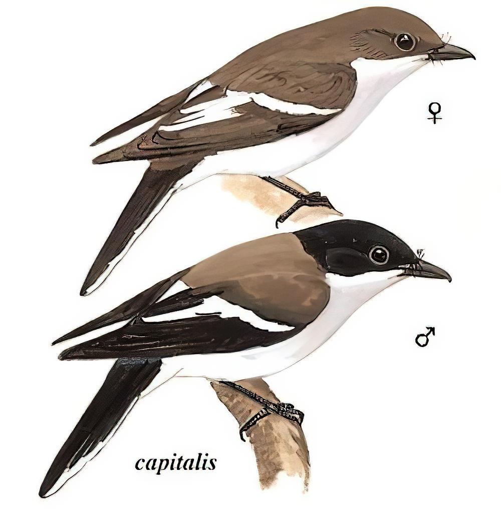 褐背鹟鵙 / Bar-winged Flycatcher-shrike / Hemipus picatus