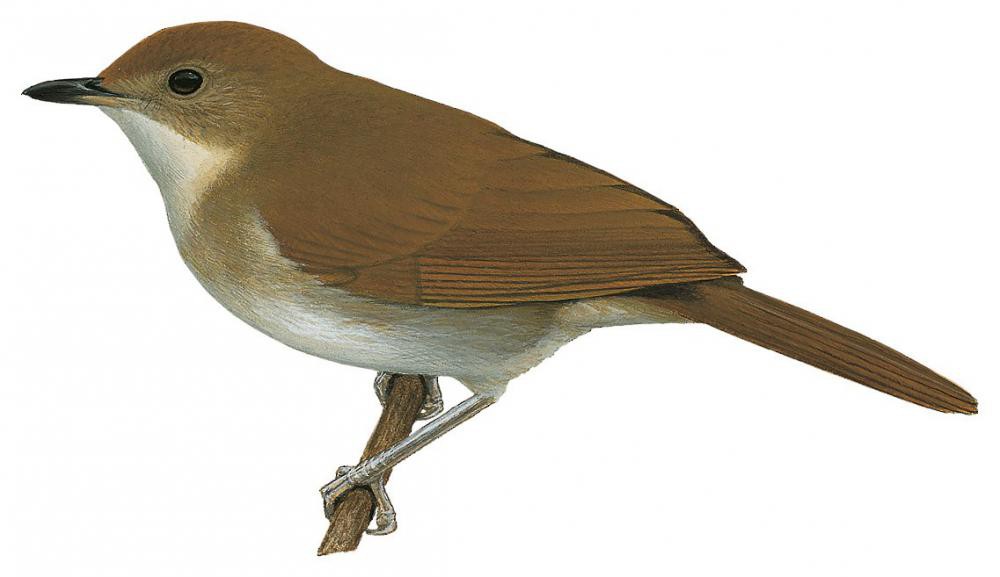 棕翅非洲雅鹛 / Rufous-winged Illadopsis / Illadopsis rufescens