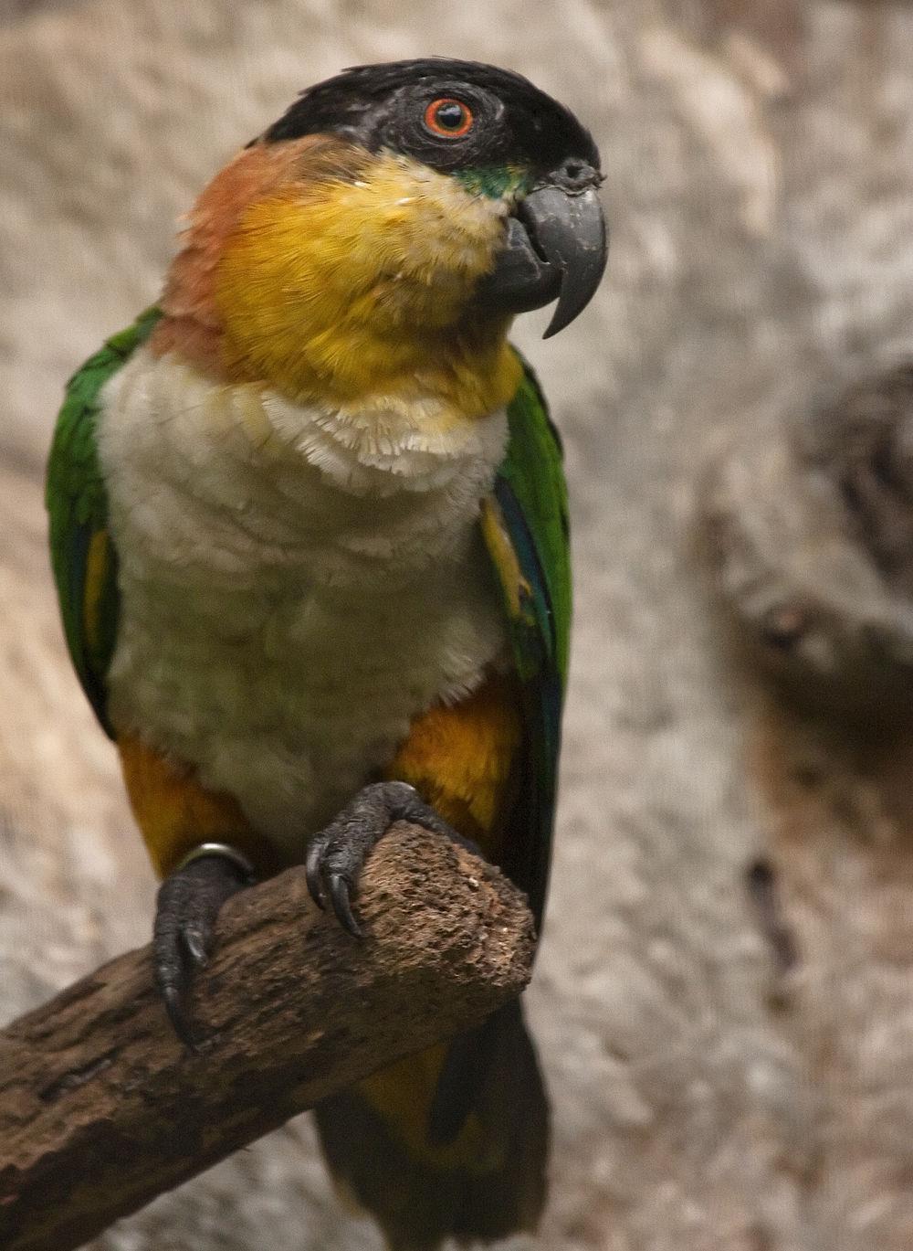 黑冠鹦哥 / Black-headed Parrot / Pionites melanocephalus