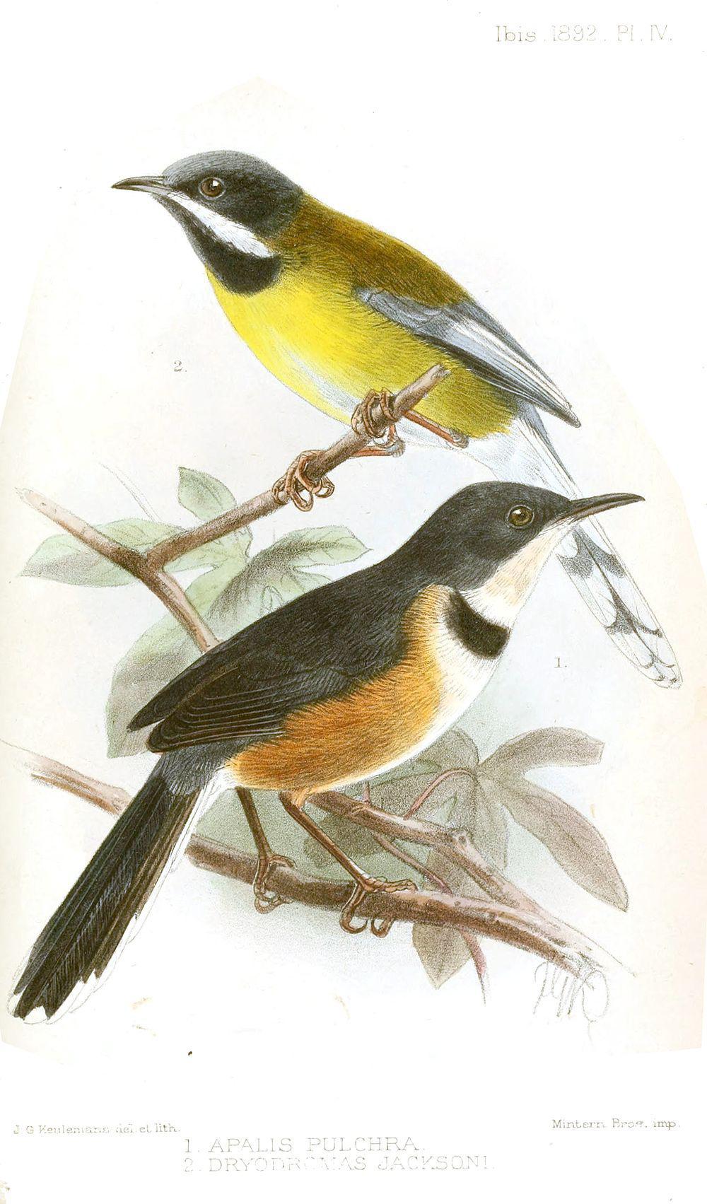 黑领娇莺 / Black-collared Apalis / Oreolais pulcher