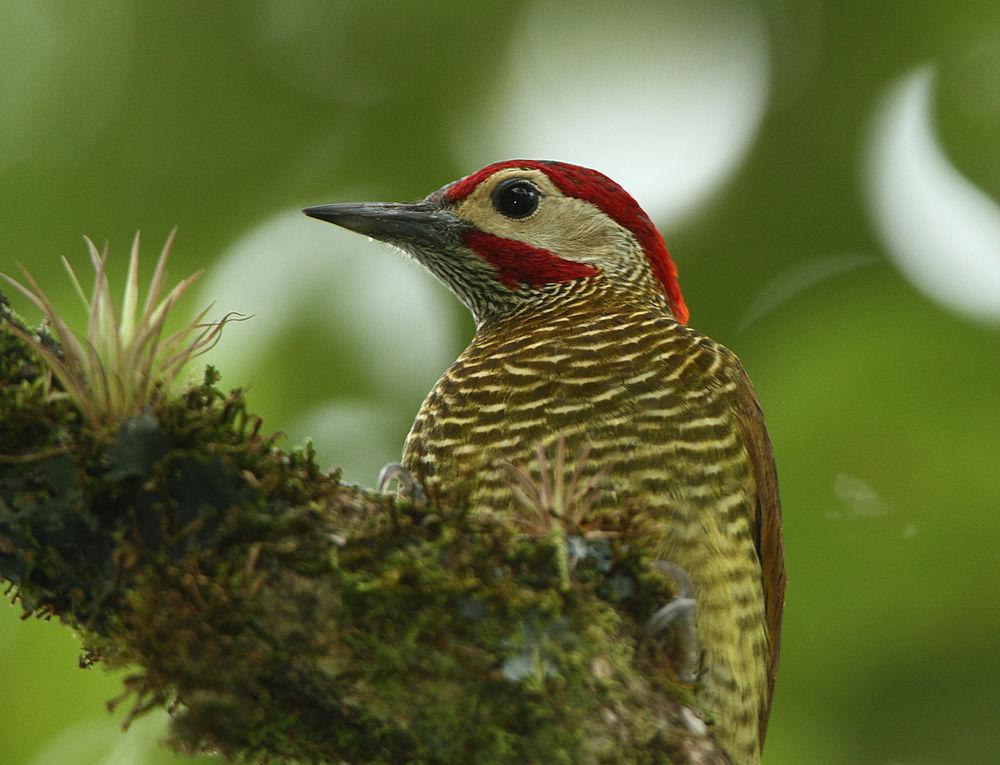 高原啄木鸟 / Golden-olive Woodpecker / Colaptes rubiginosus