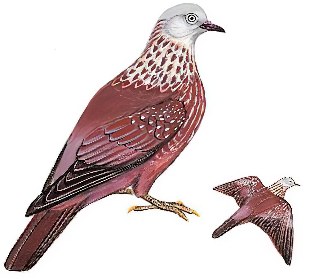 点斑林鸽 / Speckled Wood Pigeon / Columba hodgsonii
