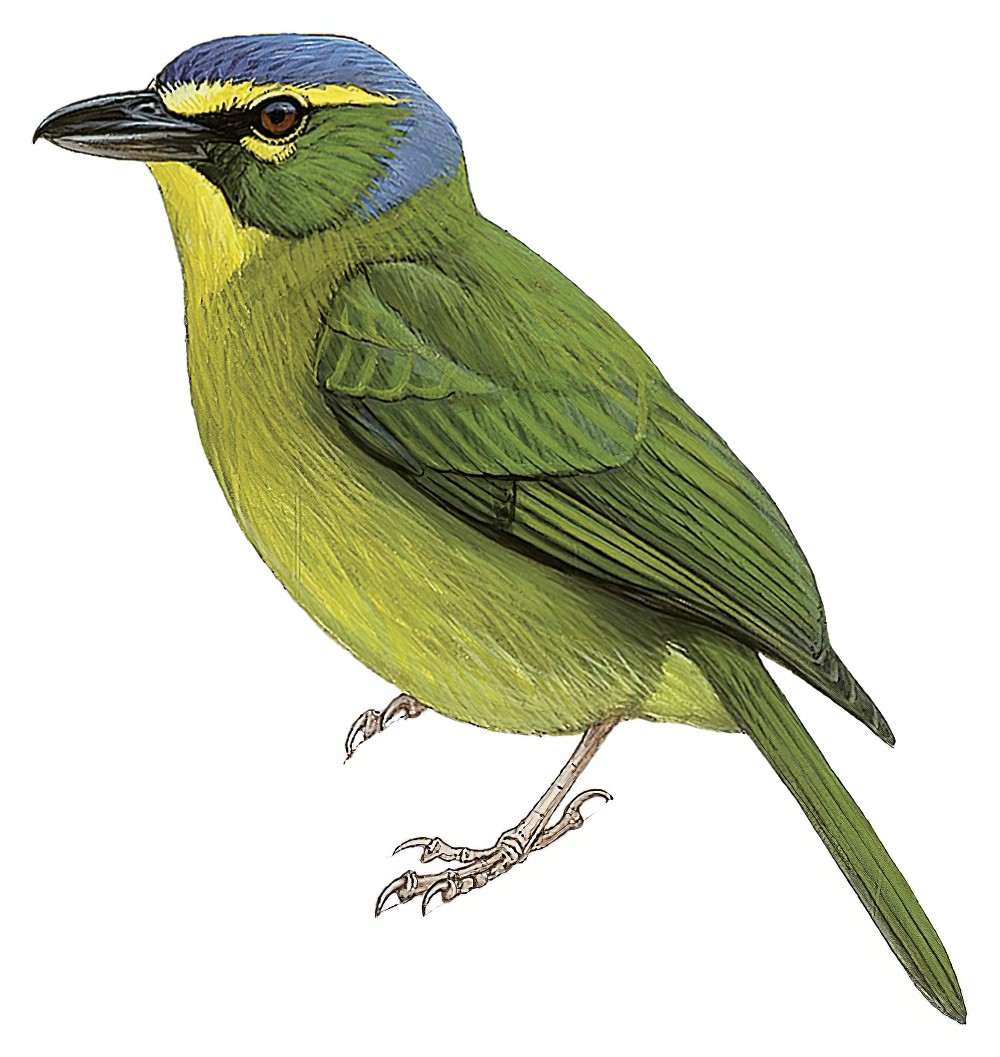 黄眉鵙雀 / Yellow-browed Shrike-Vireo / Vireolanius eximius