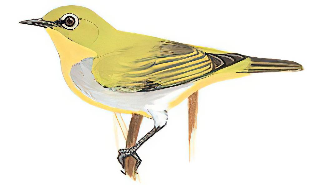灰腹绣眼鸟 / Indian White-eye / Zosterops palpebrosus