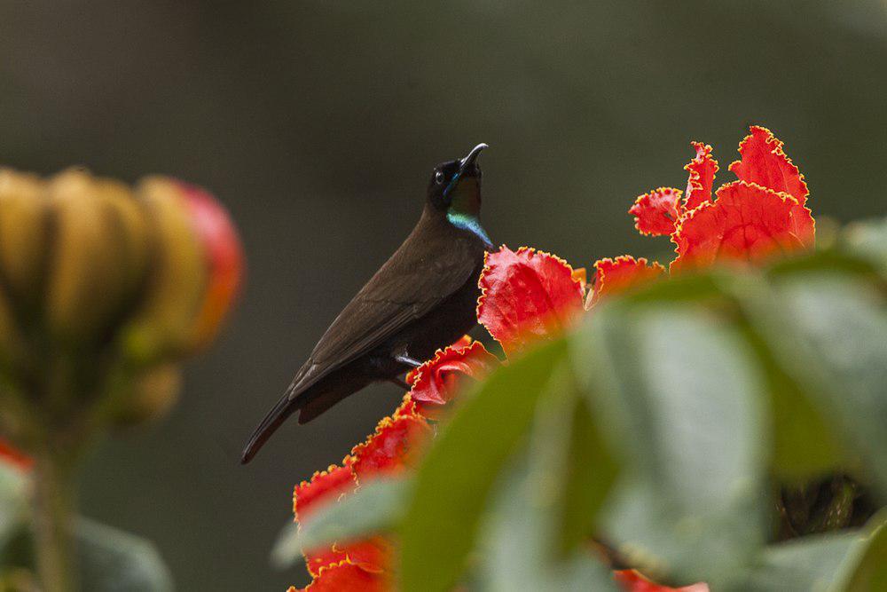 绿喉花蜜鸟 / Green-throated Sunbird / Chalcomitra rubescens