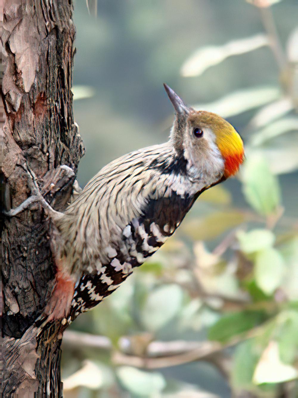 褐额啄木鸟 / Brown-fronted Woodpecker / Dendrocoptes auriceps