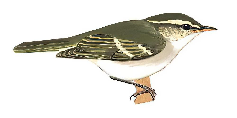 双斑绿柳莺 / Two-barred Warbler / Phylloscopus plumbeitarsus