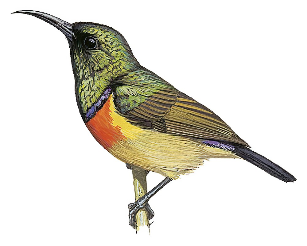 摩氏花蜜鸟 / Moreau's Sunbird / Cinnyris moreaui