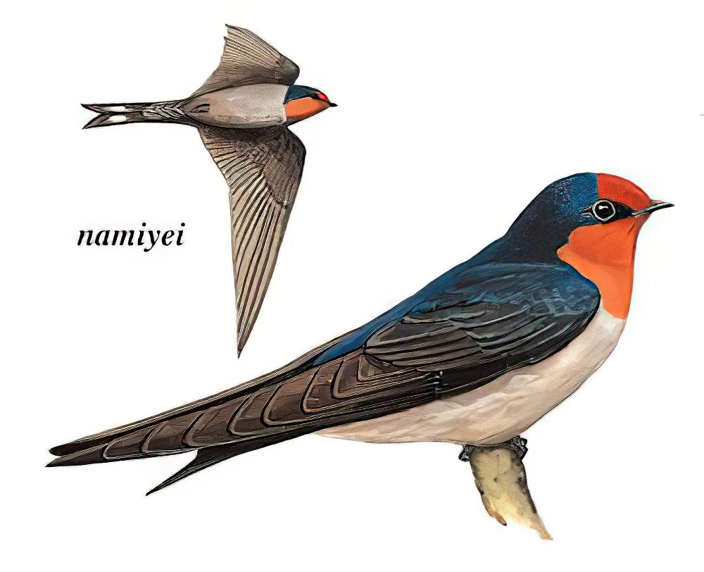 洋斑燕 / Pacific Swallow / Hirundo tahitica