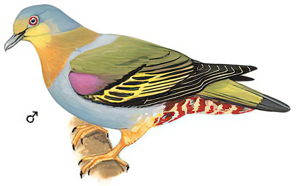 黄脚绿鸠 / Yellow-footed Green Pigeon / Treron phoenicopterus
