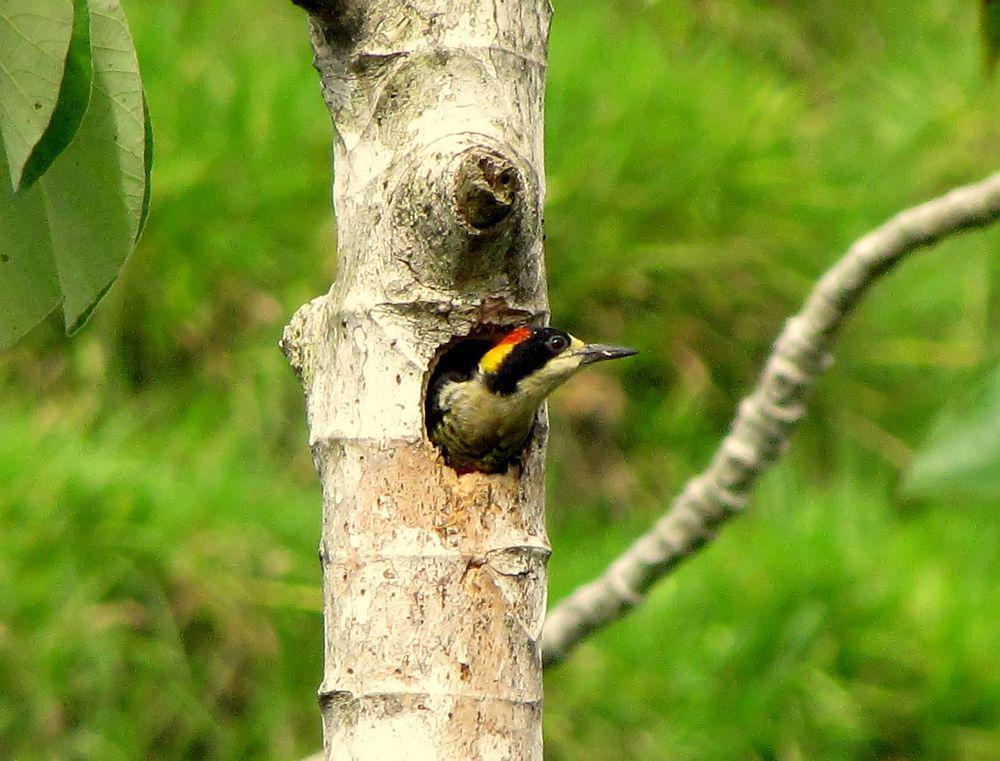 华美啄木鸟 / Beautiful Woodpecker / Melanerpes pulcher
