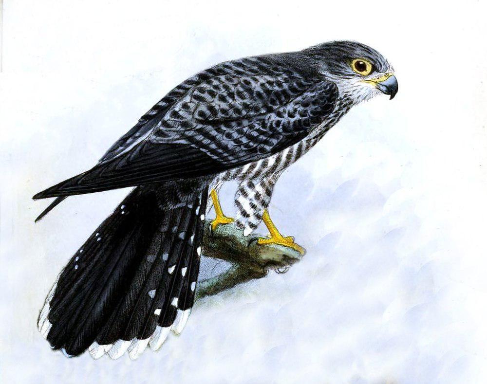 马岛斑隼 / Banded Kestrel / Falco zoniventris