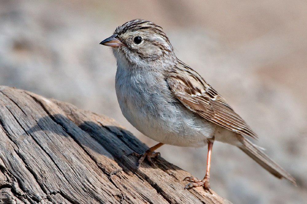 布氏雀鹀 / Brewer\'s Sparrow / Spizella breweri