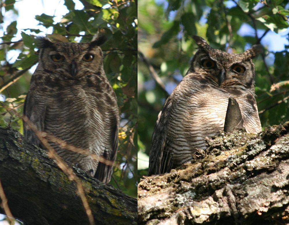 小雕鸮 / Lesser Horned Owl / Bubo magellanicus