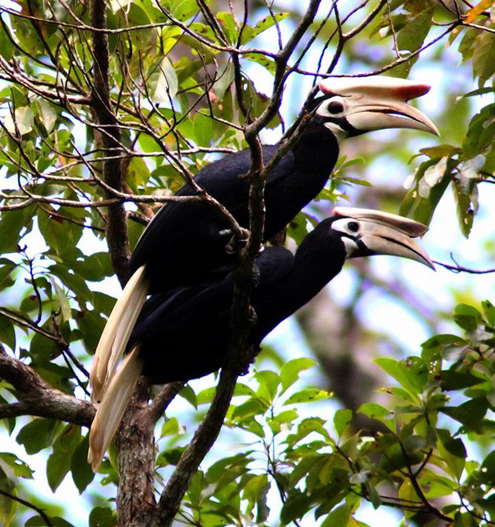 白嘴斑犀鸟 / Palawan Hornbill / Anthracoceros marchei