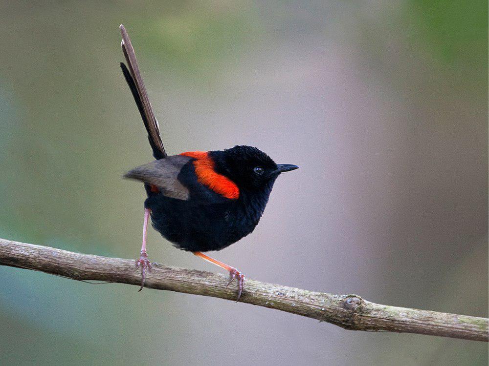 红背细尾鹩莺 / Red-backed Fairywren / Malurus melanocephalus
