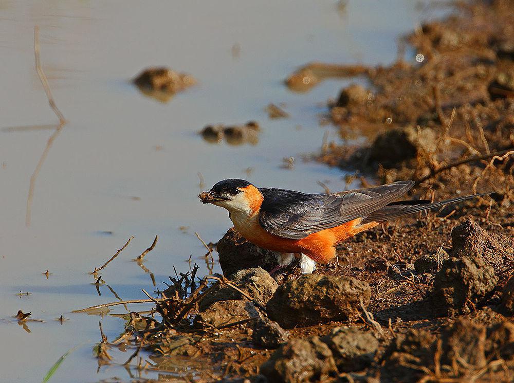 塞内加尔燕 / Mosque Swallow / Cecropis senegalensis