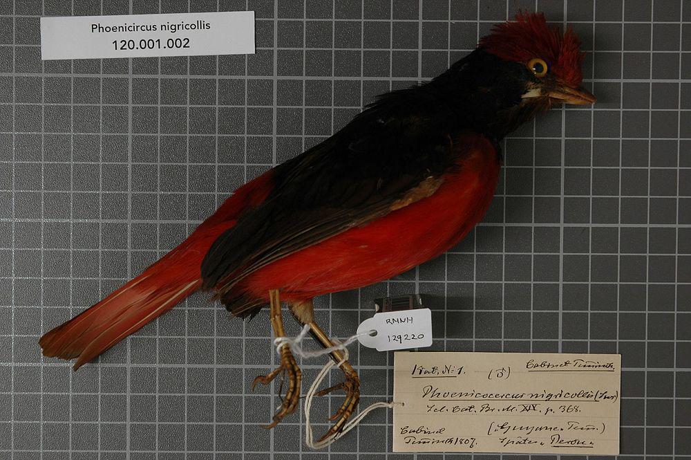 黑颈红伞鸟 / Black-necked Red Cotinga / Phoenicircus nigricollis