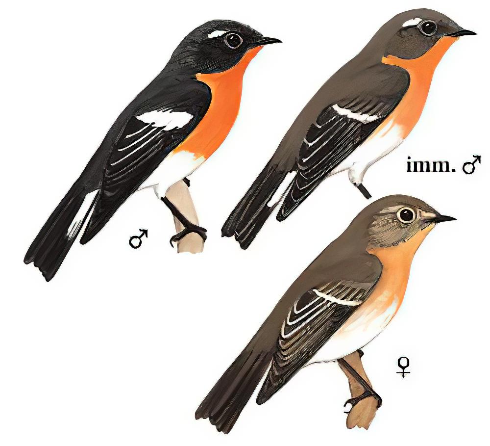 鸲姬鹟 / Mugimaki Flycatcher / Ficedula mugimaki