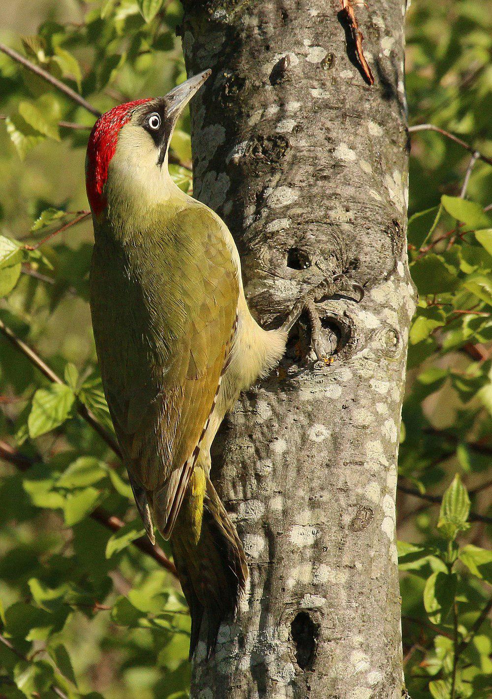 绿啄木鸟 / European Green Woodpecker / Picus viridis