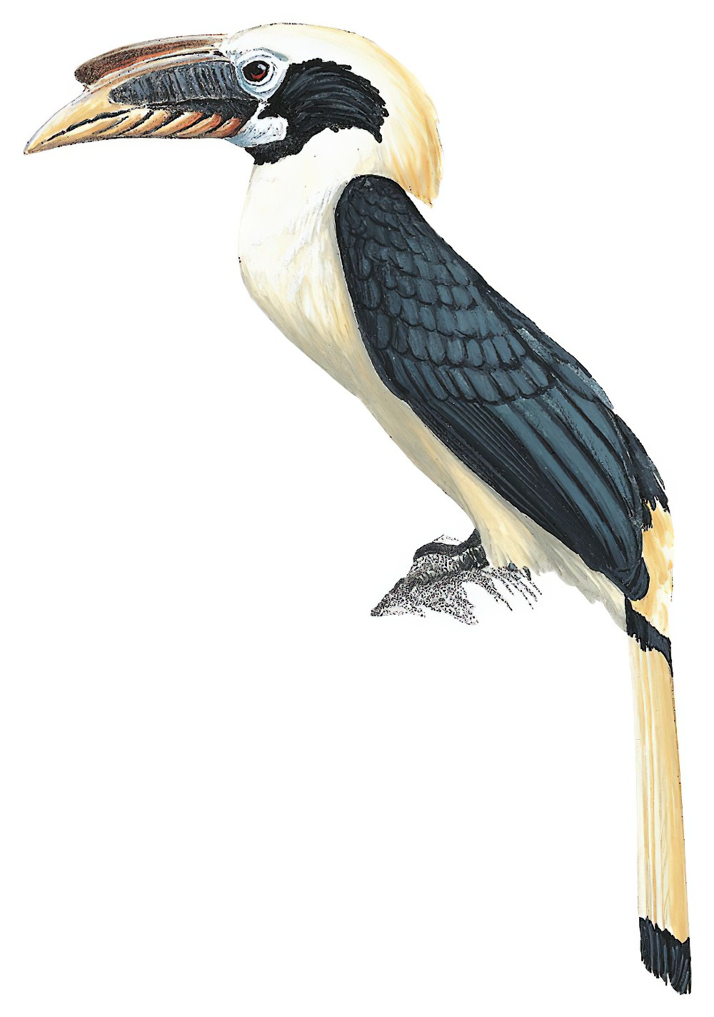 萨岛犀鸟 / Samar Hornbill / Penelopides samarensis