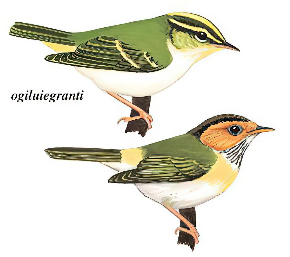 棕脸鹟莺 / Rufous-faced Warbler / Abroscopus albogularis