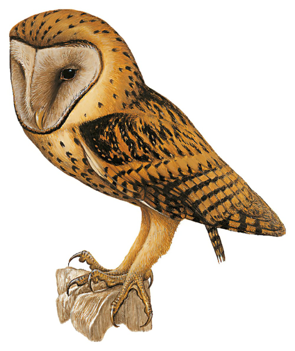 橘仓鸮 / Golden Masked Owl / Tyto aurantia